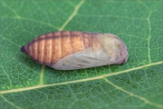 Freyers Alpen-Mohrenfalter Puppe (Erebia styx) 06