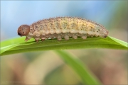 Freyers Alpen-Mohrenfalter Raupe (Erebia styx) 05