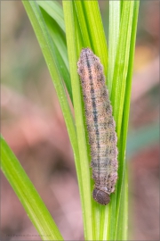 Freyers Alpen-Mohrenfalter Raupe (Erebia styx) 04