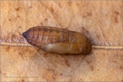Schweizer Schillernder Mohrenfalter Puppe  (Erebia tyndarus) 11