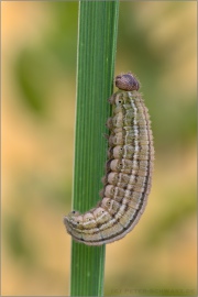 Schweizer Schillernder Mohrenfalter Raupe (Erebia tyndarus) 10