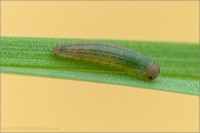 Schweizer Schillernder Mohrenfalter Raupe (Erebia tyndarus) 08