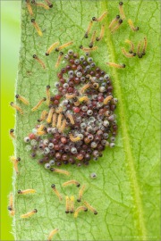 Goldener Scheckenfalter Eiraupen (Euphydryas aurinia) 17