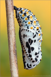 Maivogel Puppe (Euphydryas maturna) 06