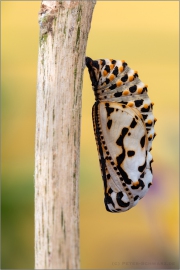 Goldener Scheckenfalter Puppe (Euphydryas aurinia) 19