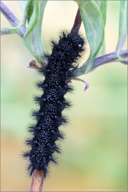 Goldener Scheckenfalter Raupe (Euphydryas aurinia) 18