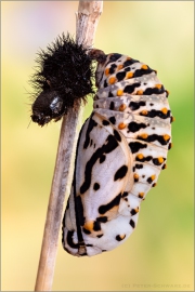 Alpiner Skabiosenscheckenfalter Puppe (Euphydryas aurinia debilis) 06