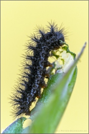 Alpiner Skabiosenscheckenfalter Raupe (Euphydryas aurinia debilis) 13