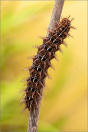 Feuriger Perlmuttfalter Raupe (Fabriciana adippe) 08