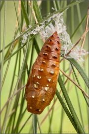 Mittlerer Perlmuttfalter Puppe (Fabriciana niobe) 13