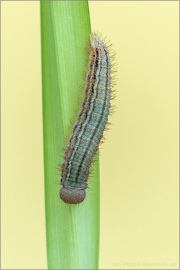 Gelbgefleckter Mohrenfalter Raupe (Erebia manto) 08