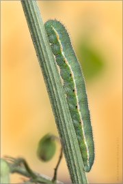 Goldene Acht Raupe (Colias hyale) 12