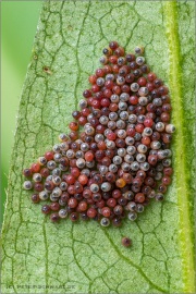 Goldener Scheckenfalter Eispiegel (Euphydryas aurinia) 16