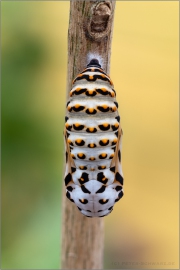 Goldener Scheckenfalter Puppe (Euphydryas aurinia) 21