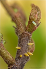 Zitronenfalter Eier (Gonepteryx rhamni) 08