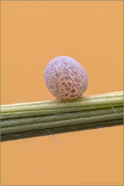 Graubindiger Mohrenfalter Ei (Erebia aethiops) 05