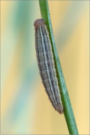 Graubindiger Mohrenfalter Raupe (Erebia aethiops) 12