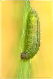 Mandeläugiger Mohrenfalter Raupe (Erebia alberganus) 20