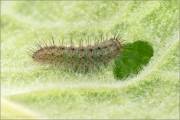 Schlüsselblumen-Würfelfalter Raupe 07 (Hamearis lucina)