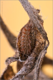 Kleiner Eisvogel Hibernarium (Limenitis camilla) 10