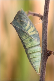 Segelfalter Puppe (Iphiclides podalirius) 11