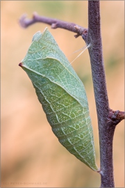 Segelfalter Puppe (Iphiclides podalirius) 10