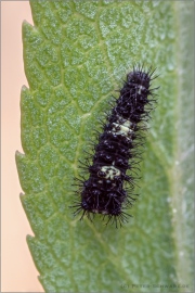 Segelfalter Raupe (Iphiclides podalirius) 08