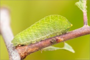 Segelfalter Raupe(Iphiclides podalirius) 15