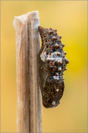 Kleiner Perlmutterfalter Puppe (Issoria lathonia) 12