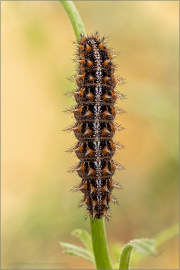 Kleiner Perlmutterfalter Raupe (Issoria lathonia) 09