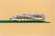 Mandeläugiger Mohrenfalter Raupe (Erebia alberganus) 12