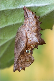 Kaisermantel Puppe (Argynnis paphia) 05