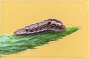 Kanarischer Bläuling Raupe (Cyclyrius webbianus) 10