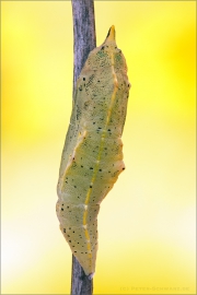 Kleiner Kohlweißling Puppe (Pieris rapae) 05