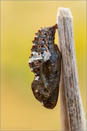 Kleiner Perlmutterfalter Puppe (Issoria lathonia) 13