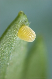 Kleiner Perlmuttfalter Ei (Issoria lathonia) 01