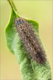 Spanischer Blauer Zipfelfalter Raupe (Laeosopis roboris) 07