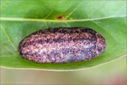 Spanischer Blauer Zipfelfalter Puppe (Laeosopis roboris) 09