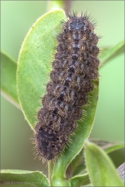 Spanischer Blauer Zipfelfalter Raupe (Laeosopis roboris) 08