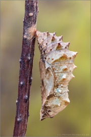 Landkärtchen Puppe (Araschnia levana) 13