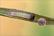 Braunauge Ei und Raupe (Lasiommata maera) 06