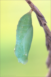 Mauerfuchs Puppe (Lasiommata megera) 05