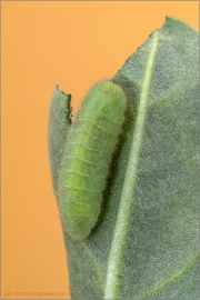 Lilagold-Feuerfalter Raupe 14 (Lycaena hippothoe)