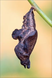 Blauschwarzer Eisvogel Puppe (Limenitis reducta) 06