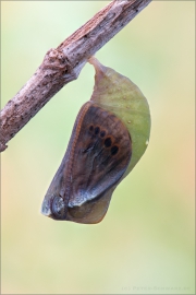 Puppe Gelbringfalter (Lopinga achine) 06