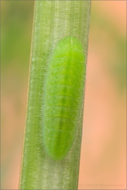 Großer Feuerfalter Raupe (Lycaena dispar) 07