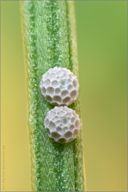 Lilagold-Feuerfalter Eier 06 (Lycaena hippothoe)