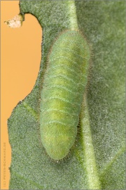 Lilagold-Feuerfalter Raupe 15 (Lycaena hippothoe)