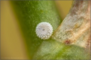 Himmelblauer Bläuling Ei (Lysandra bellargus) 08