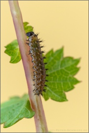 Mädesüß Perlmuttfalter Raupe (Brenthis ino) 19